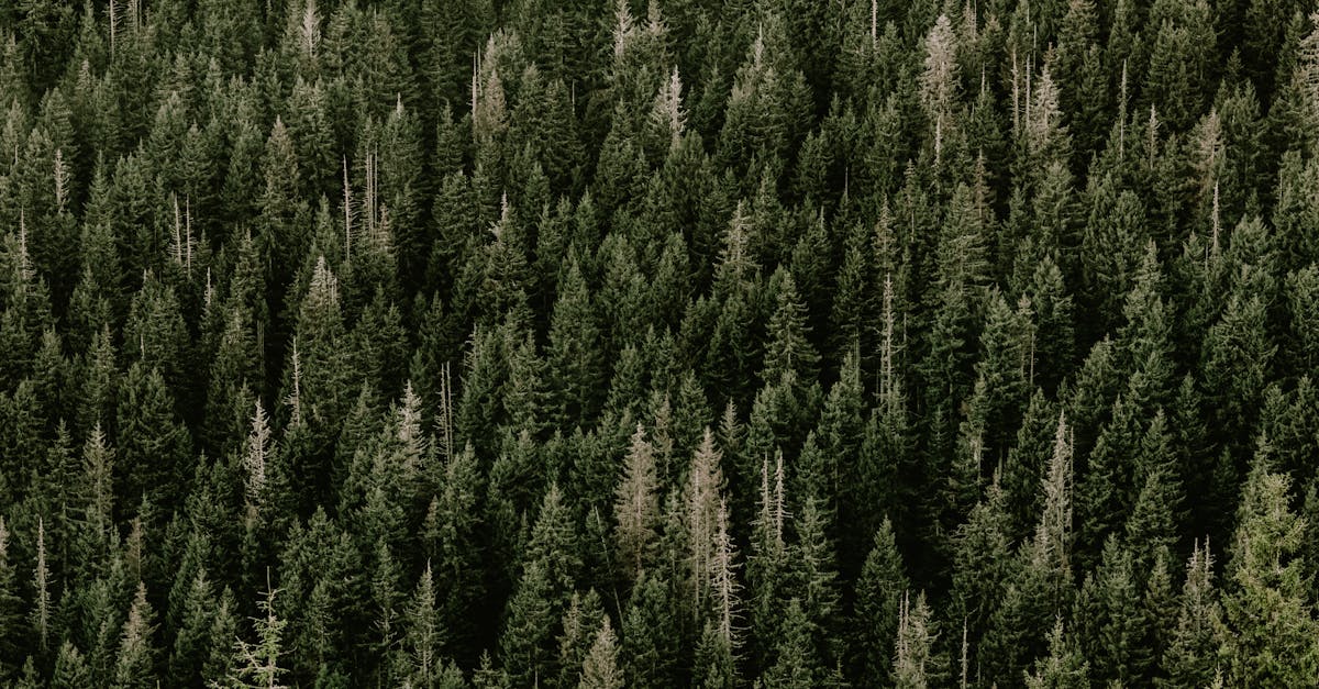 Pallet in legno sostenibili e imballaggi ecologici